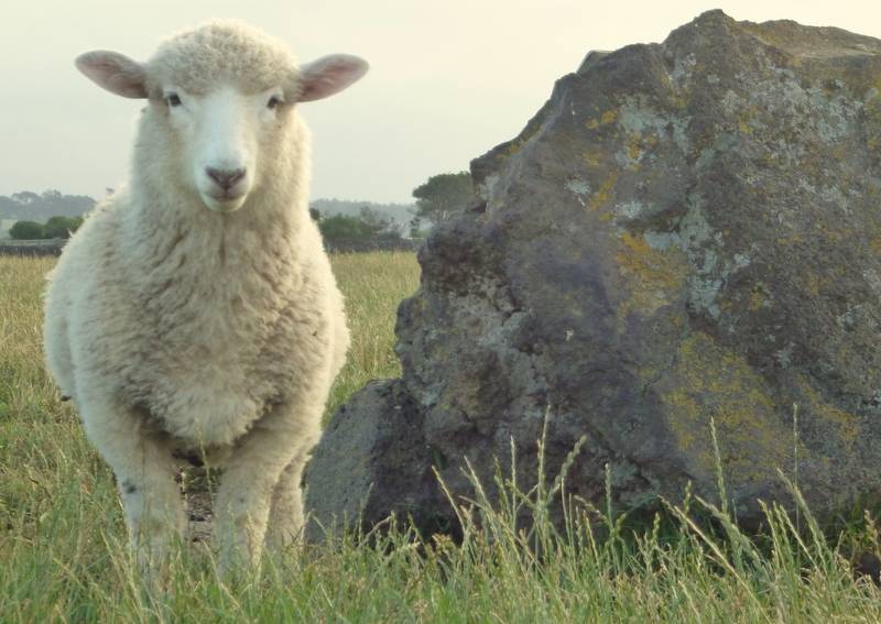 017 Ambury RP Sheep 18th Dec 2012.JPG